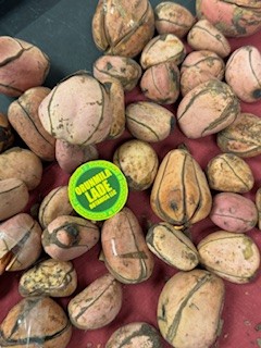 OBI ABATA KOLA NUT