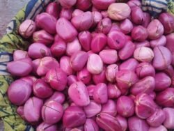 Obi Kola Nuts