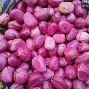 Obi Kola Nuts