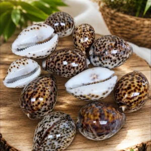 Caracol de Tigre /Tiger Cowrie Big