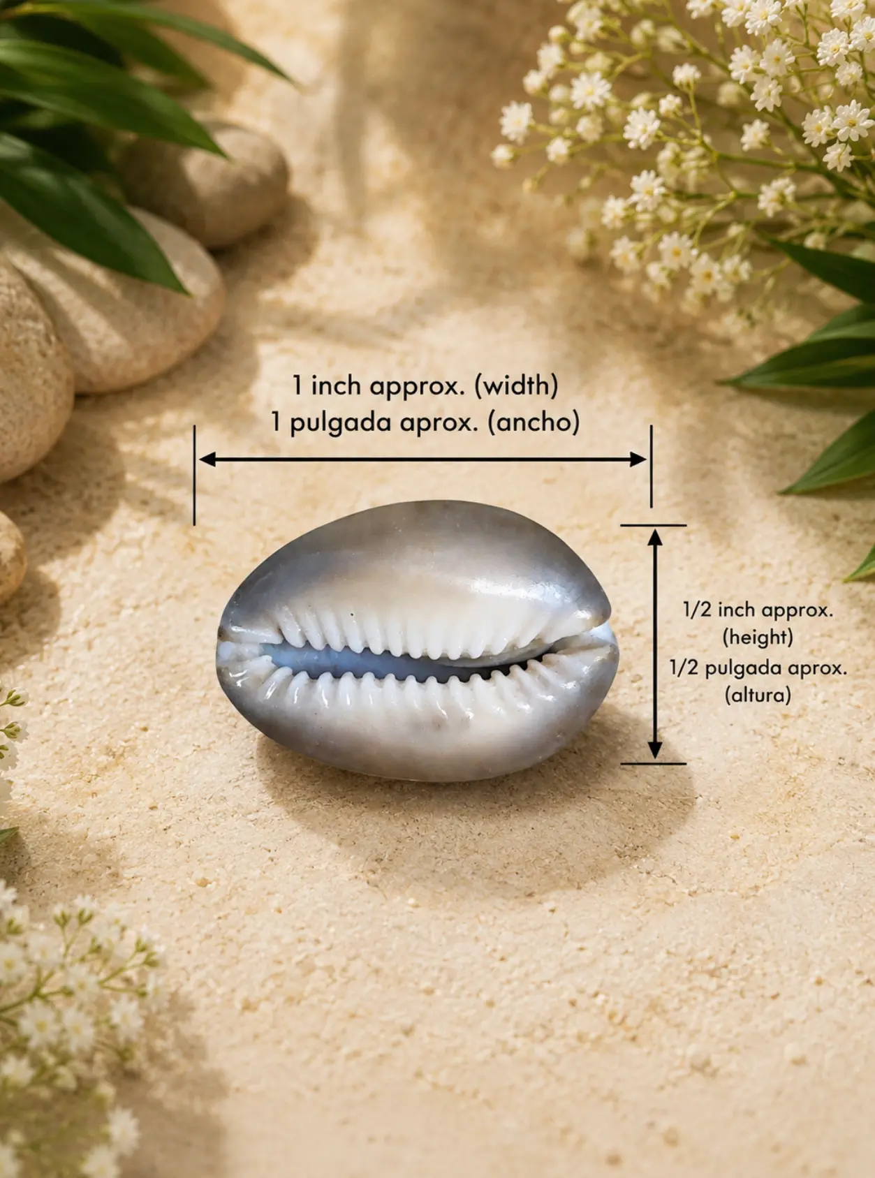 Caracol de Tigre pequeno Cowrie tiger small - Imagen 2
