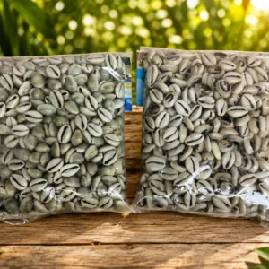 Cowries' seashells open and closed /Caracol Abierto y serrado's