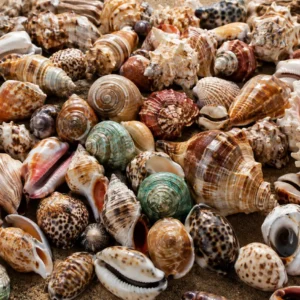 caracoles
