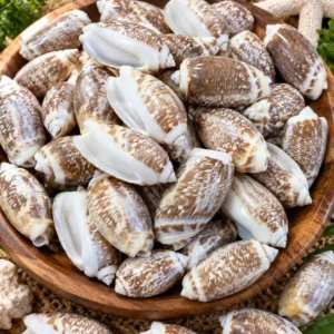 Caracol igbo grande olive gibbosa shells