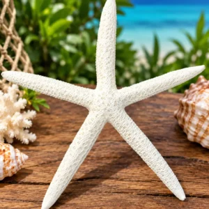 Estrella de mar starfish