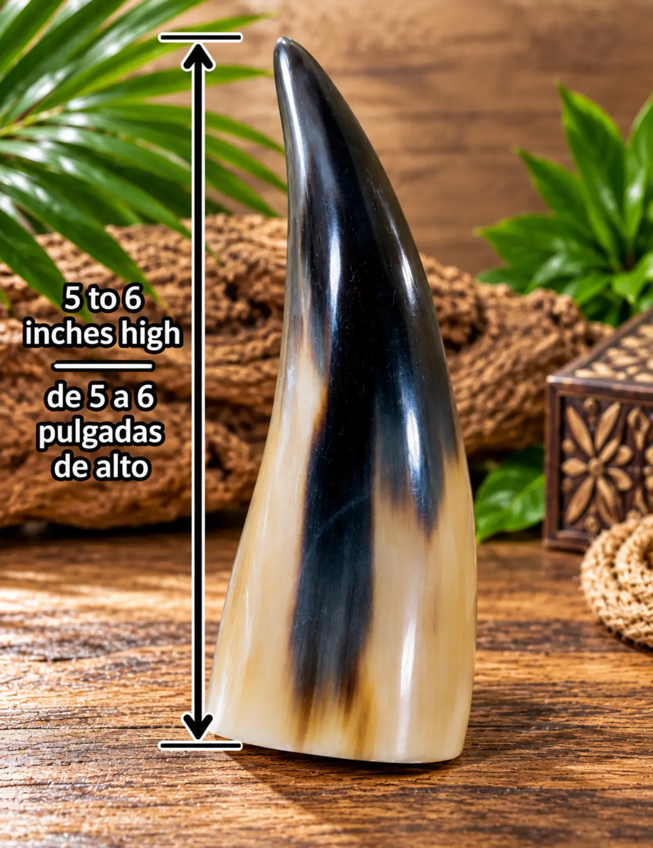 Tarro de buey - Imagen 2